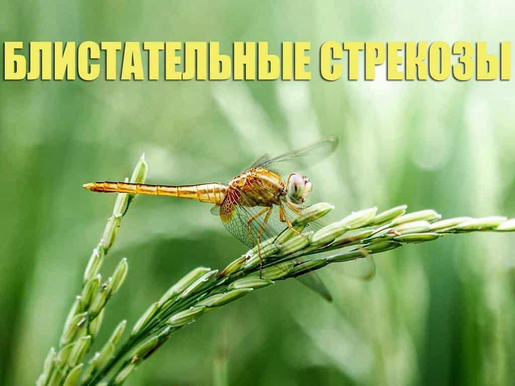Блистательные стрекозы