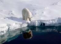 Есть ли будущее у полярных медведей?