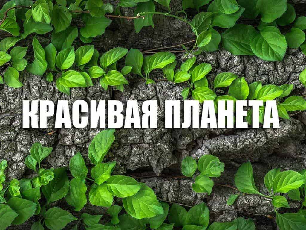 Красивая планета Бельгия. Фламандский бегинаж