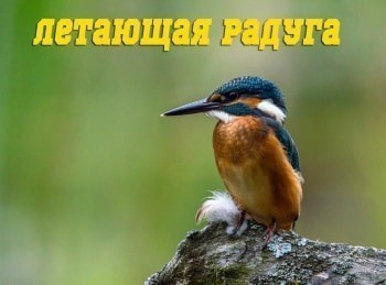 Летающая радуга