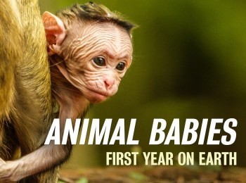 Малыши в дикой природе: первый год на земле Первые шаги