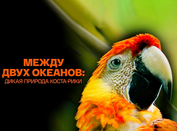 Между двух океанов: дикая природа Коста-Рики