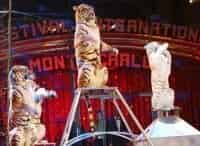 Международный фестиваль циркового искусства в Монте-Карло. Юбилейный гала-концерт