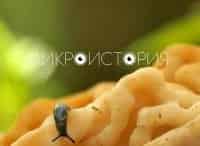 Микроистория Что едят муравьи