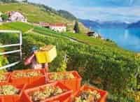 Мировые сокровища Виноградники Лаво в Швейцарии. Дитя трёх солнц