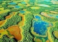 Первозданная природа Бразилии Исчезающий лес