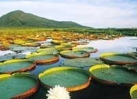 Первозданная природа Бразилии Водный край