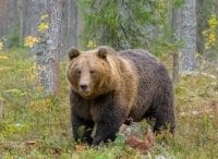 Приключения медвежьей семьи в лесах Скандинавии