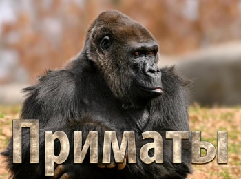 Приматы Защита приматов