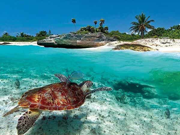 Ритмы жизни Карибских островов Кораллы и квезали