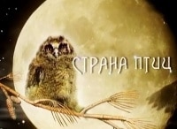 Страна птиц Неясыть-птица