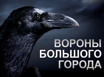 Вороны большого города