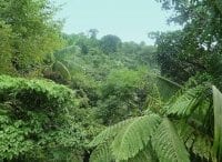 Заповедные леса Амазонии